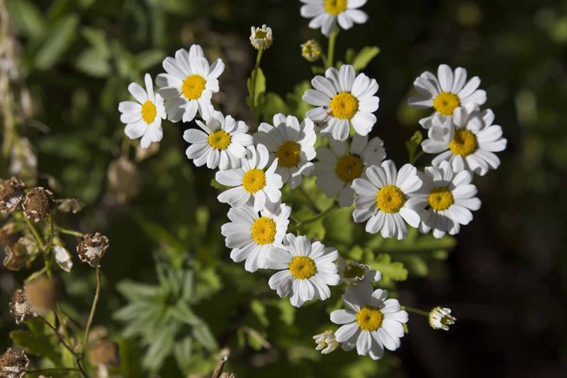  TANACETUM cinerariifolium Dalmatian Pellitory -далматински пиретрум (1600)